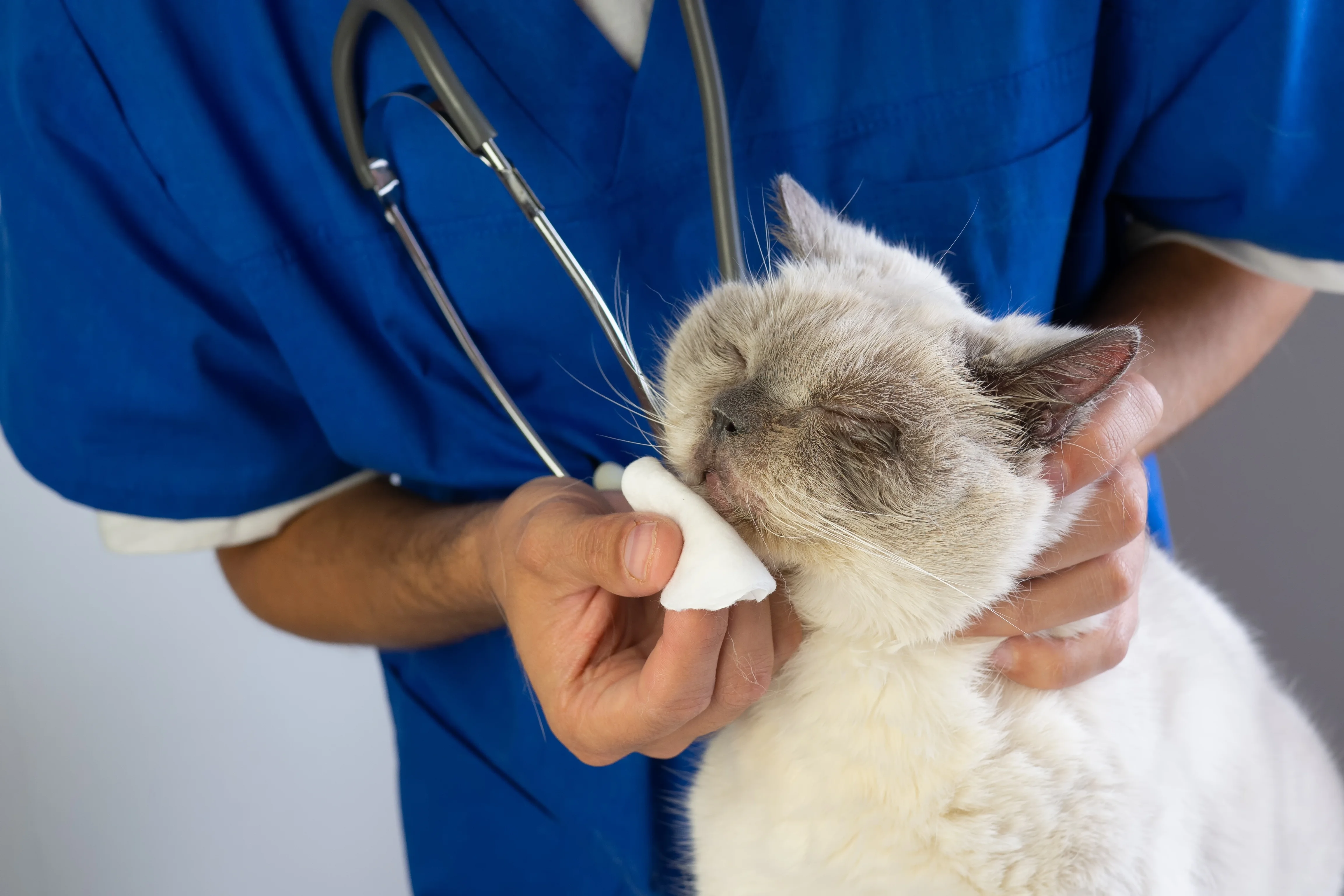 Chat nez qui coule causes et remèdes efficaces